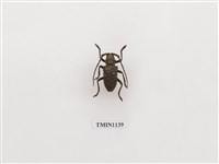 藏品(台灣瘤條天牛)的圖片